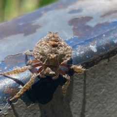 Dolophones sp. (genus) (Wrap-around spider) at QPRC LGA - 6 Jan 2024 by SteveBorkowskis