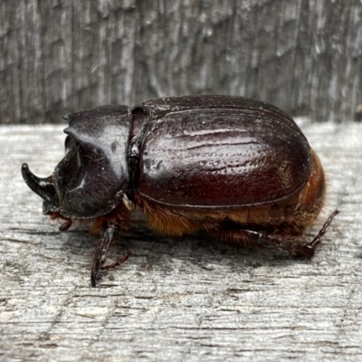 Dasygnathus sp. (genus) (Rhinoceros beetle) at QPRC LGA - 6 Jan 2024 by SteveBorkowskis