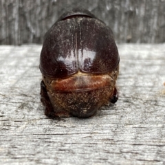 Dasygnathus sp. (genus) at QPRC LGA - suppressed