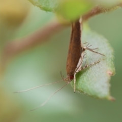 Lecithocera (genus) (A Gelechioid moth) at Moruya, NSW - 5 Jan 2024 by LisaH