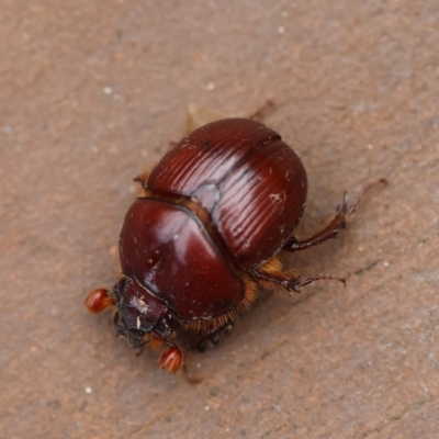 Unidentified Scarab beetle (Scarabaeidae) at Moruya, NSW - 6 Jan 2024 by LisaH