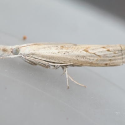 Culladia cuneiferellus (Crambinae moth) at Moruya, NSW - 6 Jan 2024 by LisaH