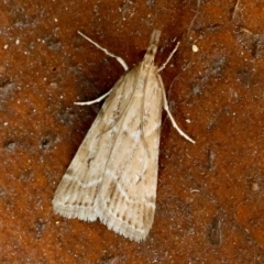 Eudonia cleodoralis (A Crambid moth) at Moruya, NSW - 6 Jan 2024 by LisaH