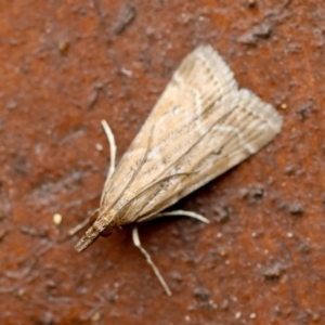 Eudonia cleodoralis at Moruya, NSW - suppressed
