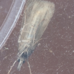 Eudonia cleodoralis at Moruya, NSW - suppressed