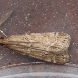 Eudonia cleodoralis at Moruya, NSW - suppressed