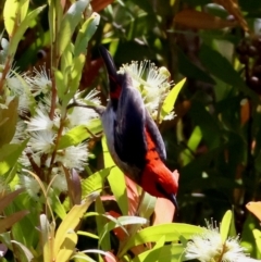 Myzomela sanguinolenta (Scarlet Honeyeater) at Moruya, NSW - 6 Jan 2024 by LisaH