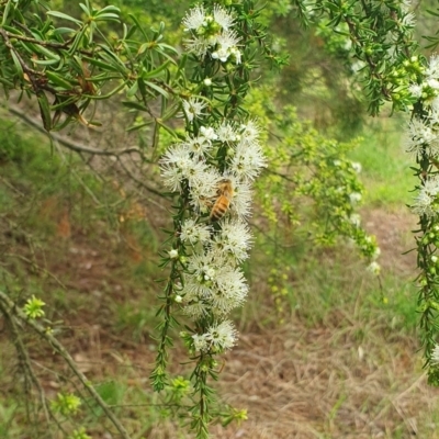 Apis mellifera (European honey bee) at Jerrabomberra Wetlands - 30 Nov 2023 by ChrisBenwah