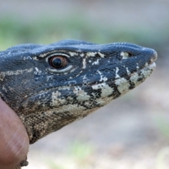 Varanus rosenbergi at Namadgi National Park - 13 Dec 2017