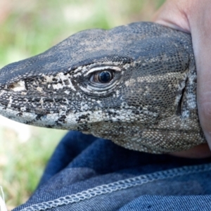 Varanus rosenbergi at Namadgi National Park - 13 Dec 2017