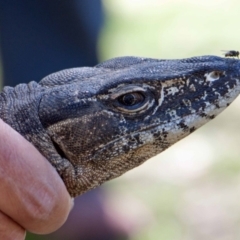 Varanus rosenbergi at Namadgi National Park - suppressed