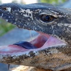 Varanus rosenbergi at Namadgi National Park - 13 Dec 2017