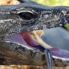 Varanus rosenbergi at Namadgi National Park - suppressed