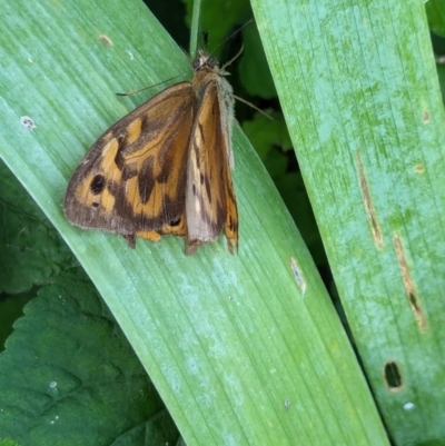 Heteronympha merope (Common Brown Butterfly) at Watson, ACT - 6 Jan 2024 by AniseStar