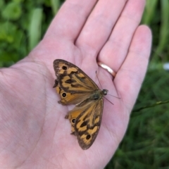 Heteronympha merope at Watson, ACT - suppressed