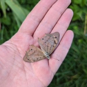 Heteronympha merope at Watson, ACT - suppressed