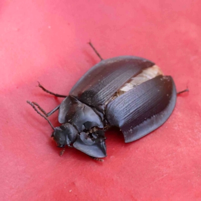 Pterohelaeus piceus (Pie-dish beetle) at Bruce Ridge - 6 Jan 2024 by ConBoekel