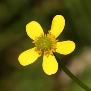 Ranunculus lappaceus at Bruce Ridge - 6 Jan 2024 02:49 PM