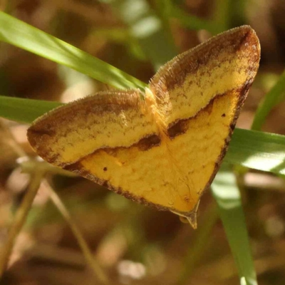 Anachloris subochraria (Golden Grass Carpet) at Bruce Ridge - 6 Jan 2024 by ConBoekel