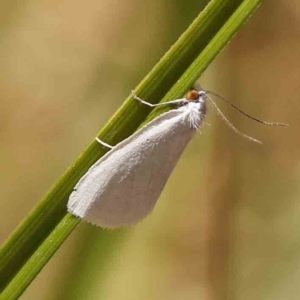 Tipanaea patulella at Bruce Ridge - 6 Jan 2024 02:54 PM