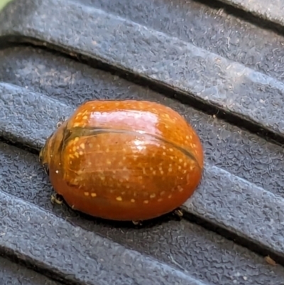 Paropsisterna cloelia (Eucalyptus variegated beetle) at Watson Green Space - 6 Jan 2024 by AniseStar