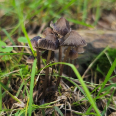 Unidentified Cap on a stem; gills below cap [mushrooms or mushroom-like] at QPRC LGA - 6 Jan 2024 by Csteele4