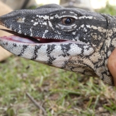 Varanus rosenbergi at Namadgi National Park - suppressed