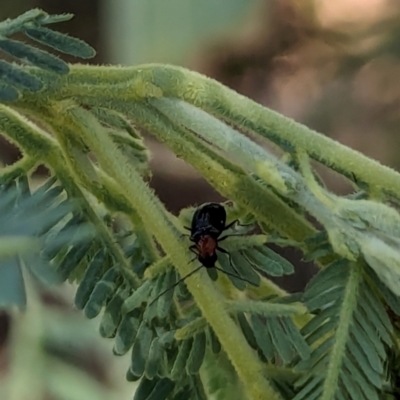 Adoxia sp. (genus) (Leaf beetle) at Watson, ACT - 6 Jan 2024 by AniseStar