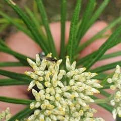 Unidentified True fly (Diptera) at Fyshwick, ACT - 30 Nov 2023 by ChrisBenwah