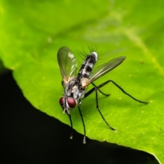 Sumpigaster sp. (genus) (A bristle fly) at ANBG - 3 Jan 2024 by Roger