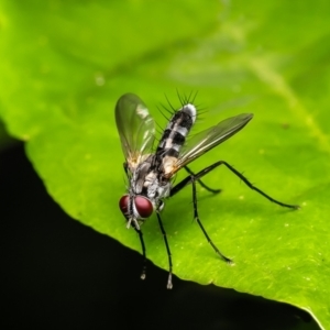 Sumpigaster sp. (genus) at ANBG - 4 Jan 2024