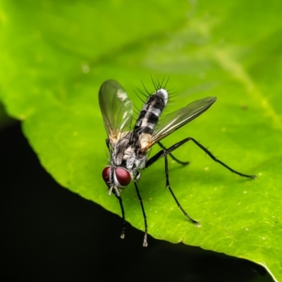 Sumpigaster sp. (genus) (A bristle fly) at ANBG - 3 Jan 2024 by Roger