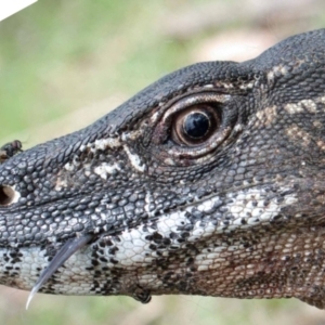 Varanus rosenbergi at Namadgi National Park - suppressed