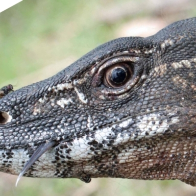 Varanus rosenbergi (Heath or Rosenberg's Monitor) at Booth, ACT - 14 Dec 2017 by DonFletcher