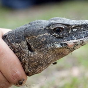 Varanus rosenbergi at Namadgi National Park - suppressed