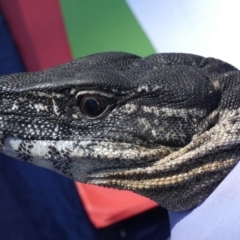 Varanus rosenbergi at Namadgi National Park - suppressed