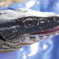 Varanus rosenbergi at Namadgi National Park - suppressed