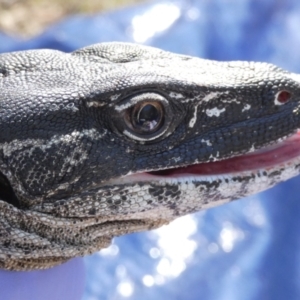 Varanus rosenbergi at Namadgi National Park - suppressed