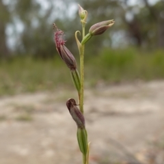 Calochilus gracillimus (Late Beard Orchid) at Jervis Bay National Park - 1 Jan 2024 by RobG1