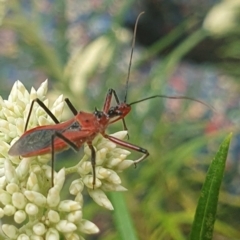 Gminatus australis (Orange assassin bug) at Jerrabomberra Wetlands (JWT) - 1 Dec 2023 by ChrisBenwah