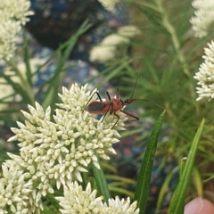 Gminatus australis at Jerrabomberra Wetlands (JWT) - 1 Dec 2023 10:15 AM