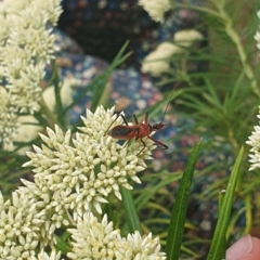 Gminatus australis at Jerrabomberra Wetlands (JWT) - 1 Dec 2023 10:15 AM