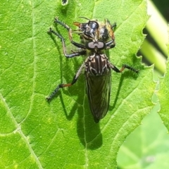 Zosteria rosevillensis (A robber fly) at O'Connor, ACT - 5 Jan 2024 by Janet