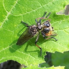 Zosteria rosevillensis at O'Connor, ACT - 5 Jan 2024 03:02 PM