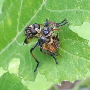 Zosteria rosevillensis at O'Connor, ACT - 5 Jan 2024 03:02 PM