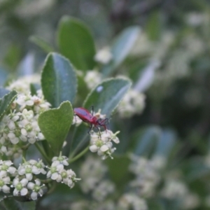 Gminatus australis at O'Connor Ridge to Gungahlin Grasslands - suppressed