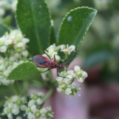 Gminatus australis at O'Connor Ridge to Gungahlin Grasslands - suppressed