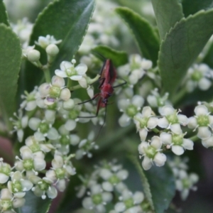 Gminatus australis at O'Connor Ridge to Gungahlin Grasslands - suppressed