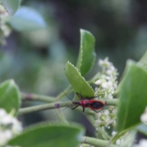 Gminatus australis at O'Connor Ridge to Gungahlin Grasslands - suppressed