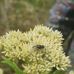 Muscidae (family) (Unidentified muscid fly) at Jerrabomberra Wetlands (JWT) - 1 Dec 2023 by ChrisBenwah